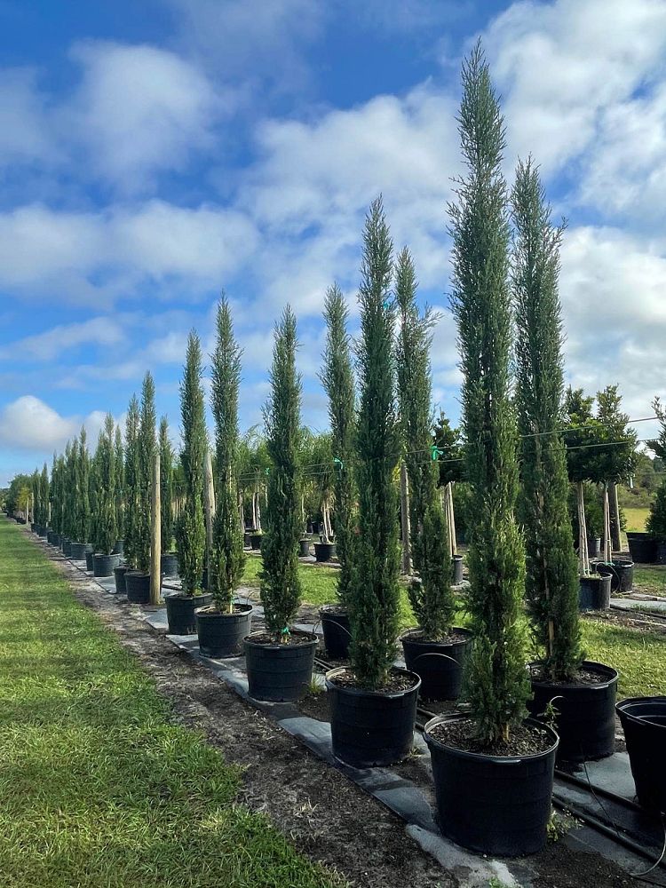 cupressus-sempervirens-italian-cypress