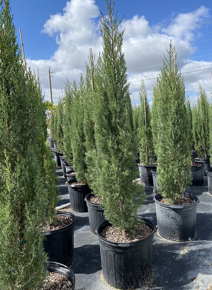 cupressus-sempervirens-italian-cypress
