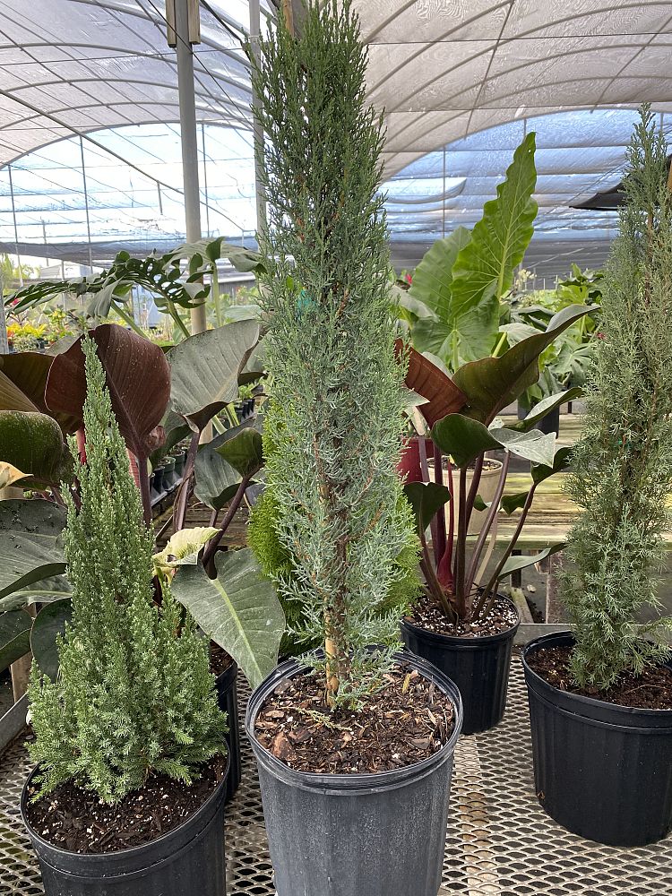 cupressus-sempervirens-italian-cypress