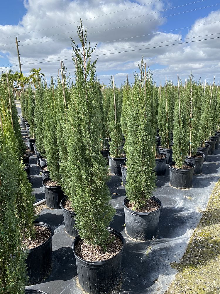 cupressus-sempervirens-italian-cypress