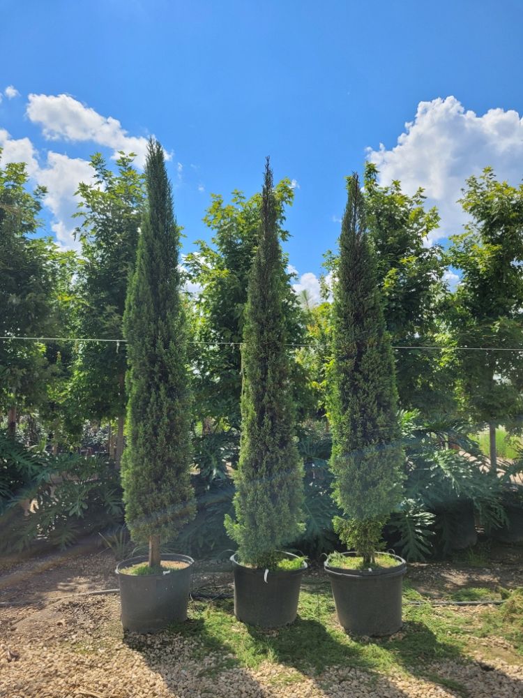 cupressus-sempervirens-italian-cypress