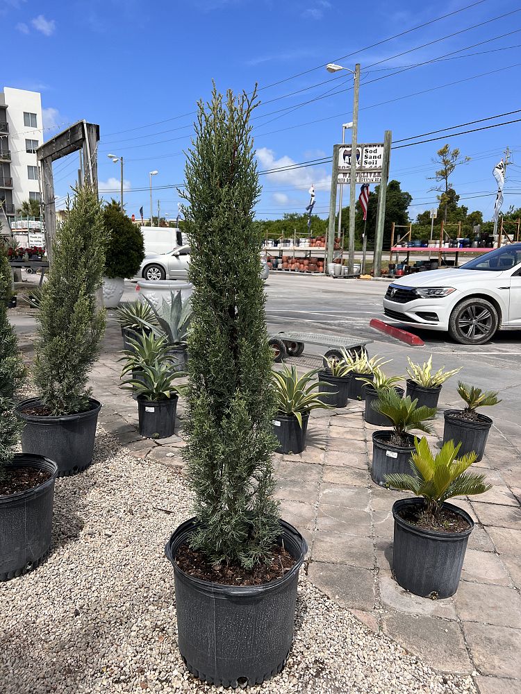 cupressus-sempervirens-italian-cypress