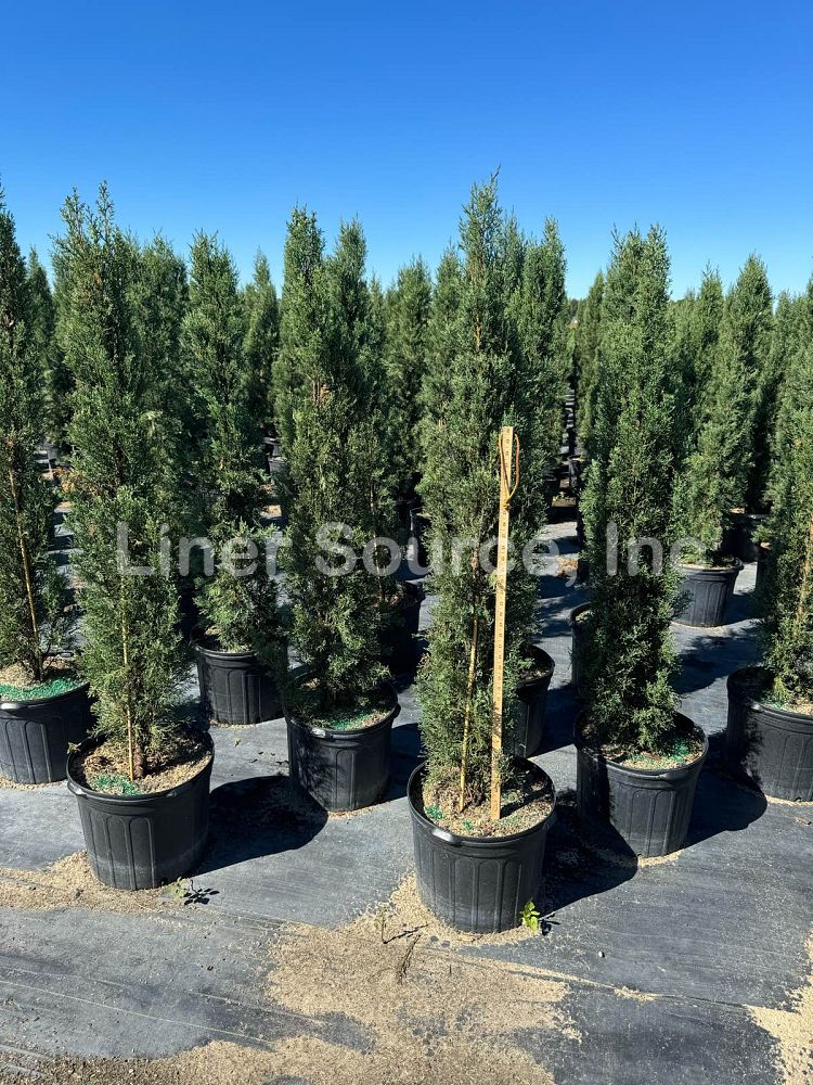 cupressus-sempervirens-italian-cypress