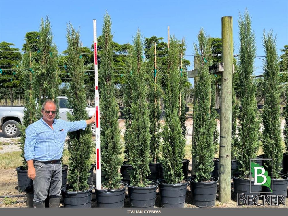 cupressus-sempervirens-italian-cypress