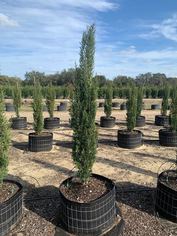 cupressus-sempervirens-italian-cypress