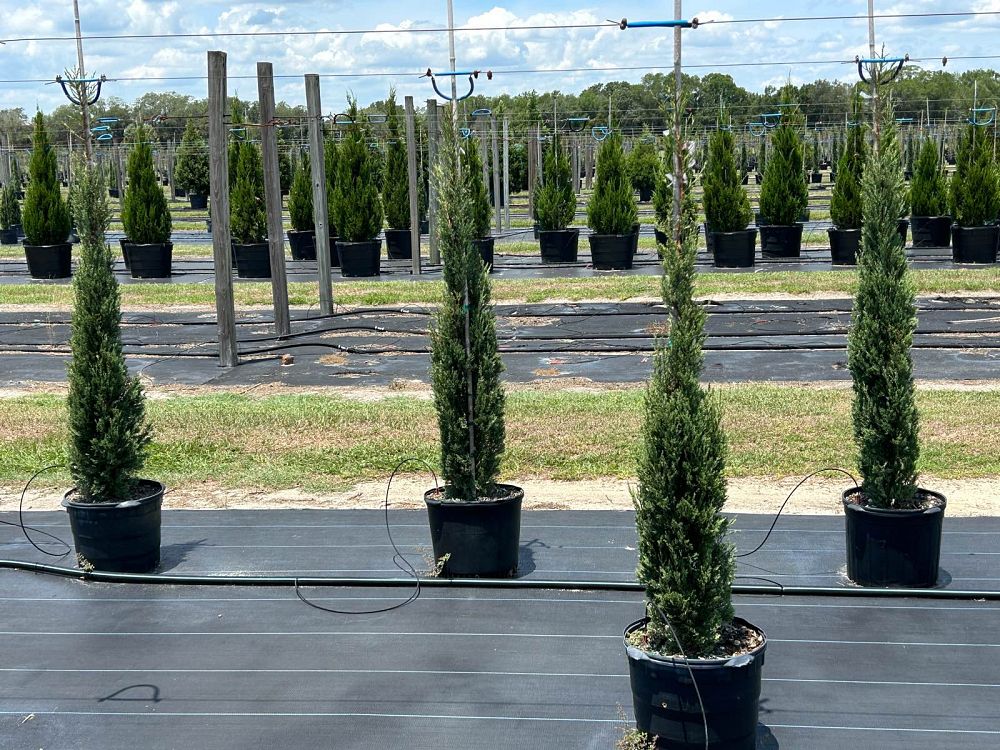 cupressus-sempervirens-italian-cypress