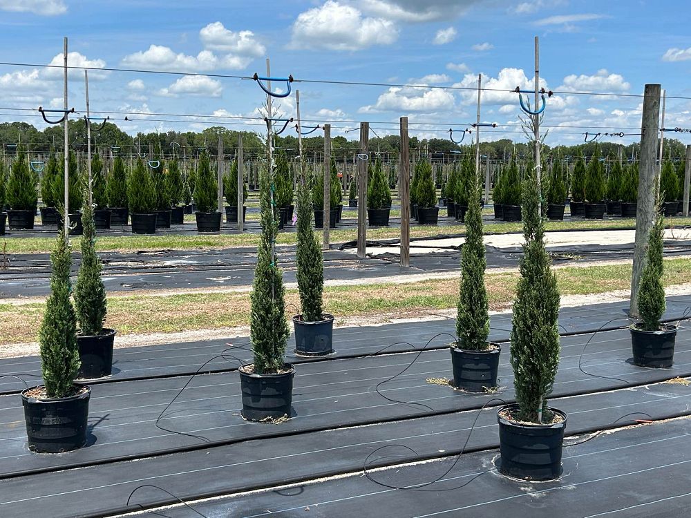cupressus-sempervirens-italian-cypress
