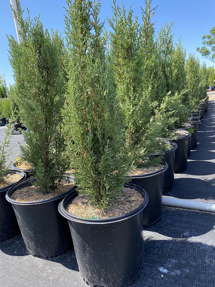 cupressus-sempervirens-italian-cypress