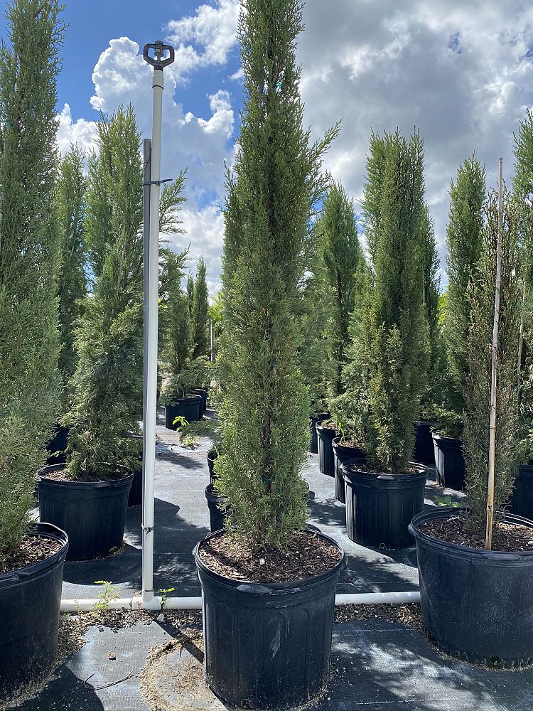 cupressus-sempervirens-italian-cypress