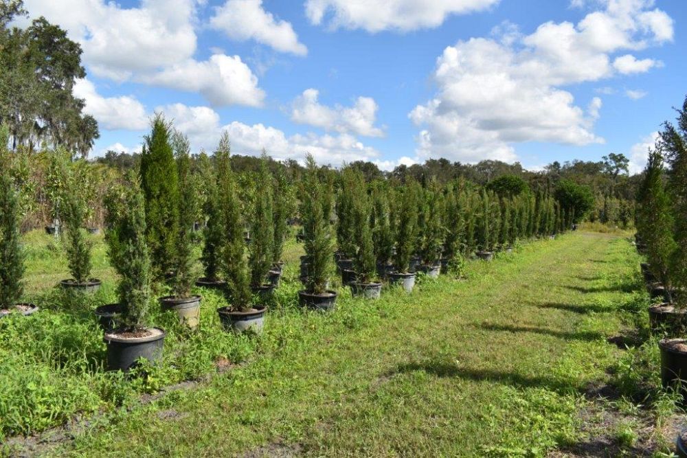 cupressus-sempervirens-italian-cypress