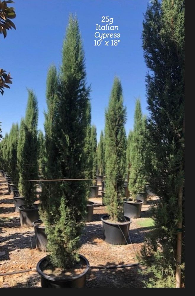 cupressus-sempervirens-italian-cypress