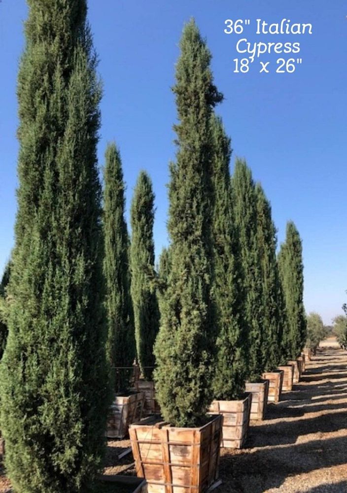 cupressus-sempervirens-italian-cypress