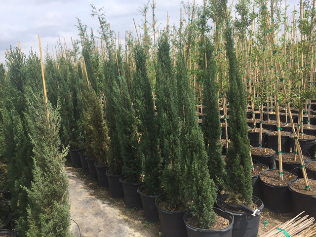 cupressus-sempervirens-italian-cypress