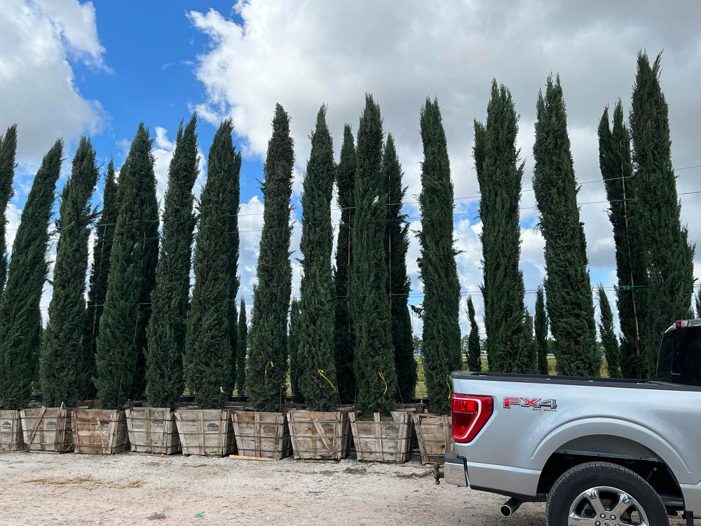 cupressus-sempervirens-italian-cypress