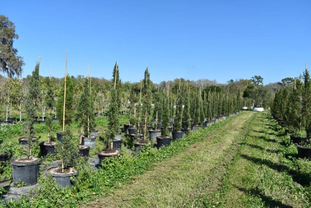 cupressus-sempervirens-italian-cypress