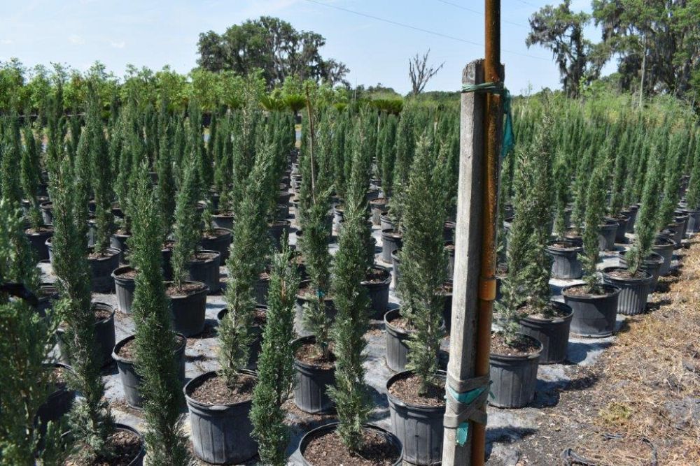 cupressus-sempervirens-italian-cypress