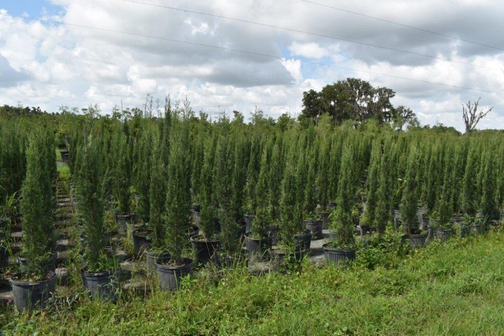cupressus-sempervirens-italian-cypress