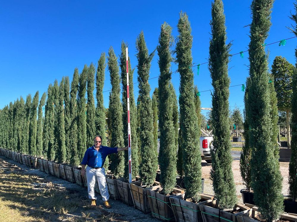 cupressus-sempervirens-italian-cypress