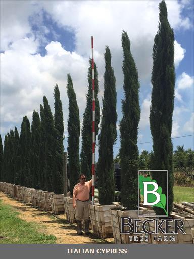 cupressus-sempervirens-italian-cypress
