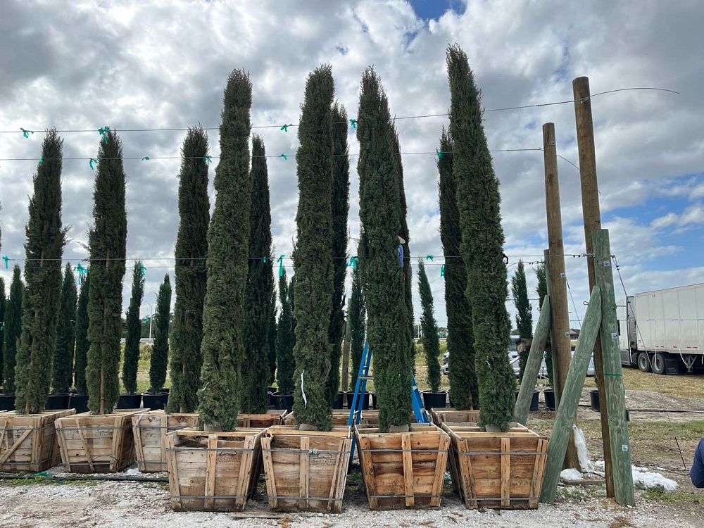 cupressus-sempervirens-italian-cypress