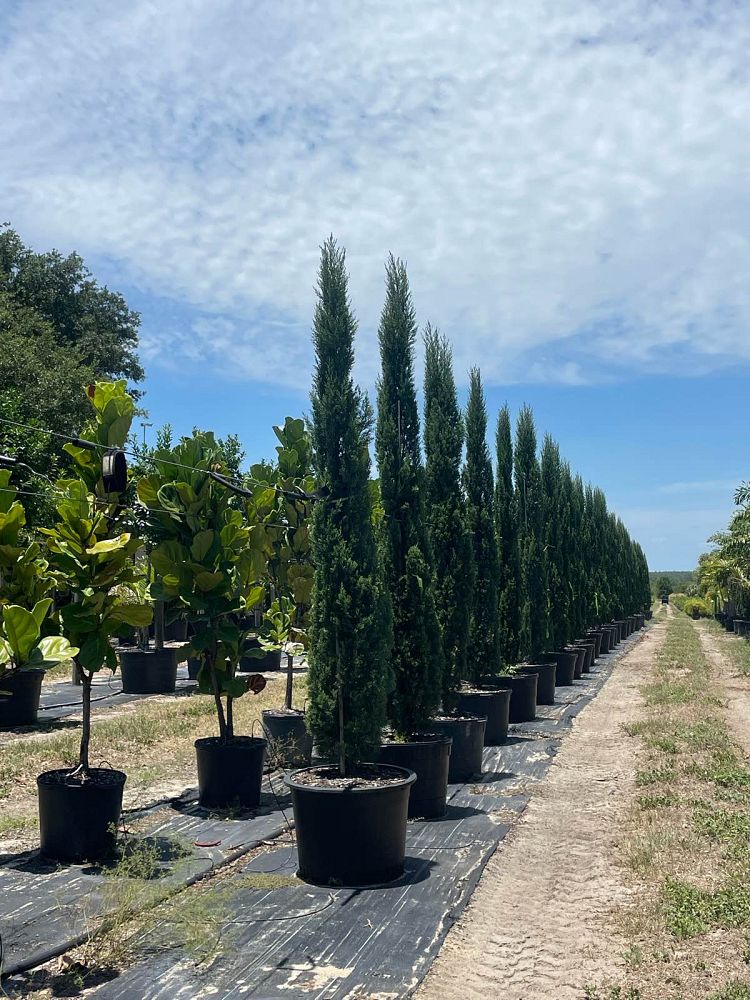 cupressus-sempervirens-italian-cypress