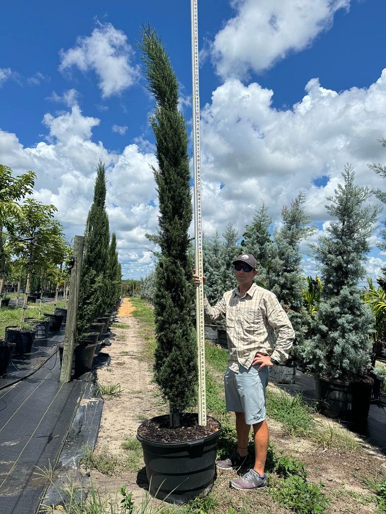 cupressus-sempervirens-italian-cypress