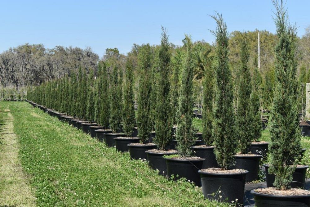 cupressus-sempervirens-italian-cypress