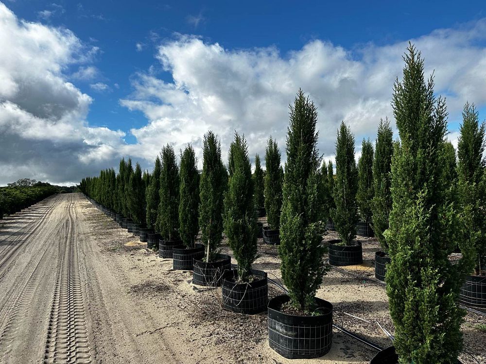 cupressus-sempervirens-italian-cypress