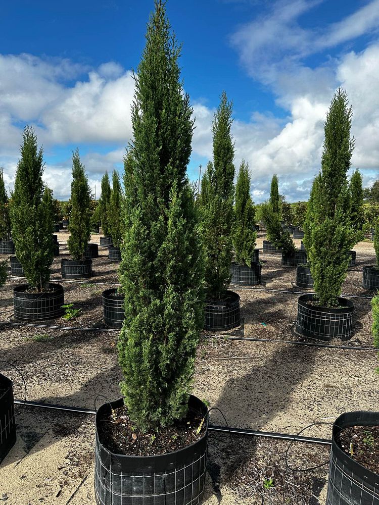 cupressus-sempervirens-italian-cypress