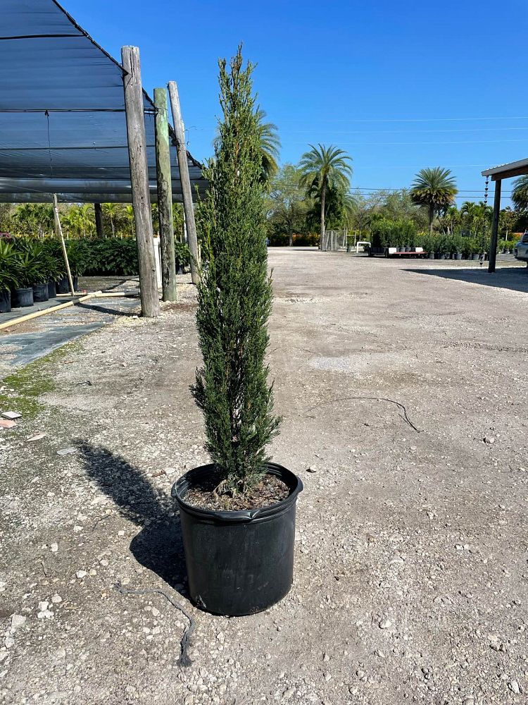 cupressus-sempervirens-italian-cypress