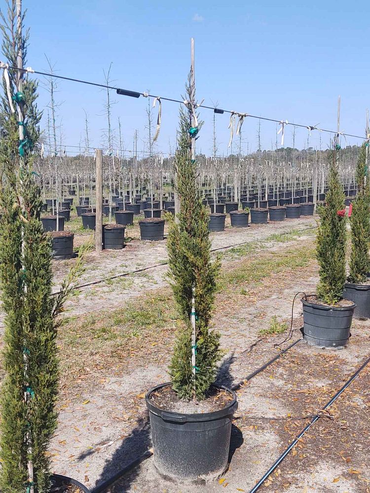cupressus-sempervirens-italian-cypress
