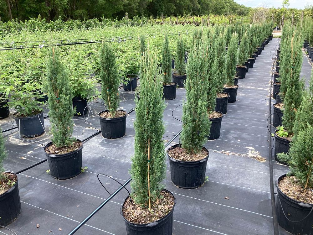 cupressus-sempervirens-italian-cypress