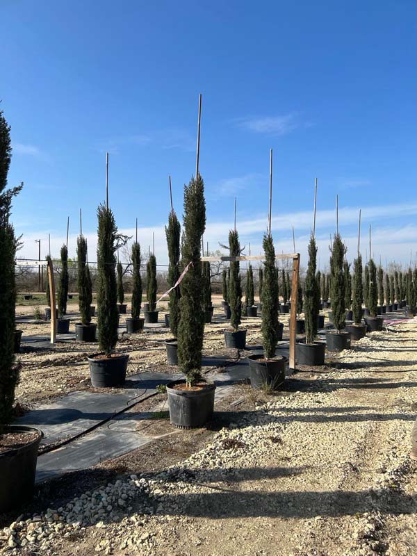 cupressus-sempervirens-italian-cypress