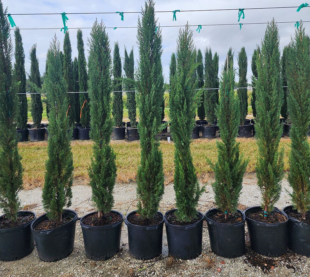 cupressus-sempervirens-italian-cypress