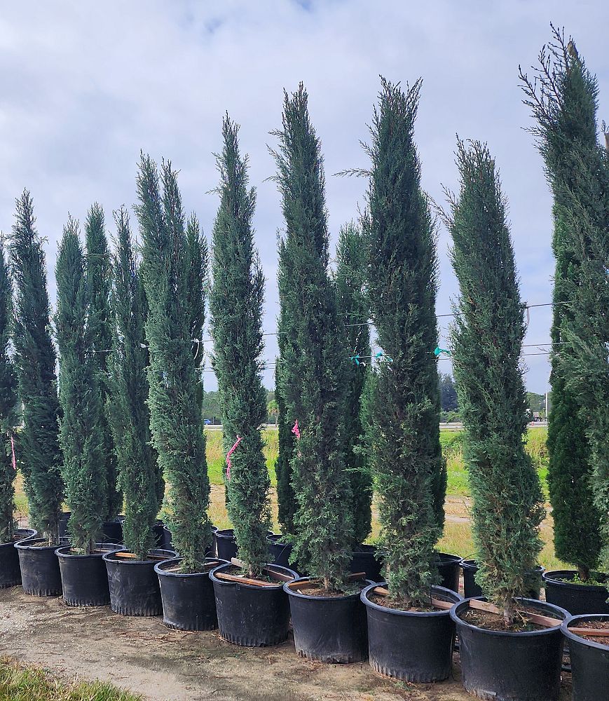 cupressus-sempervirens-italian-cypress