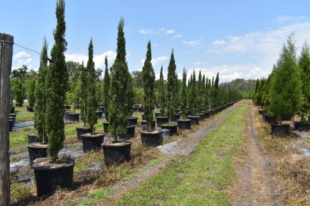 cupressus-sempervirens-italian-cypress