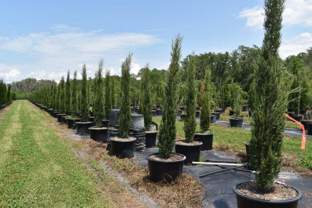 cupressus-sempervirens-italian-cypress