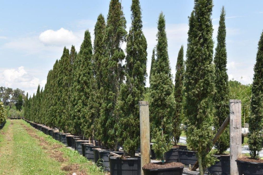cupressus-sempervirens-italian-cypress