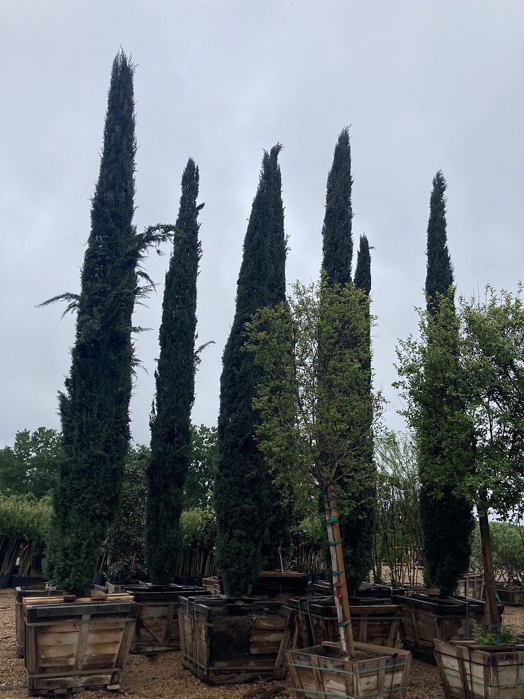 cupressus-sempervirens-italian-cypress
