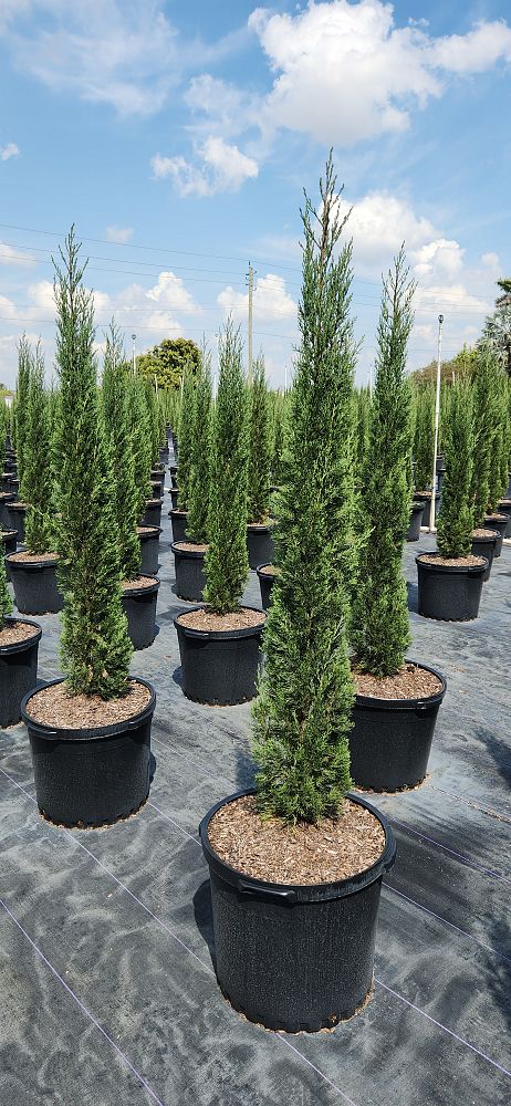cupressus-sempervirens-italian-cypress
