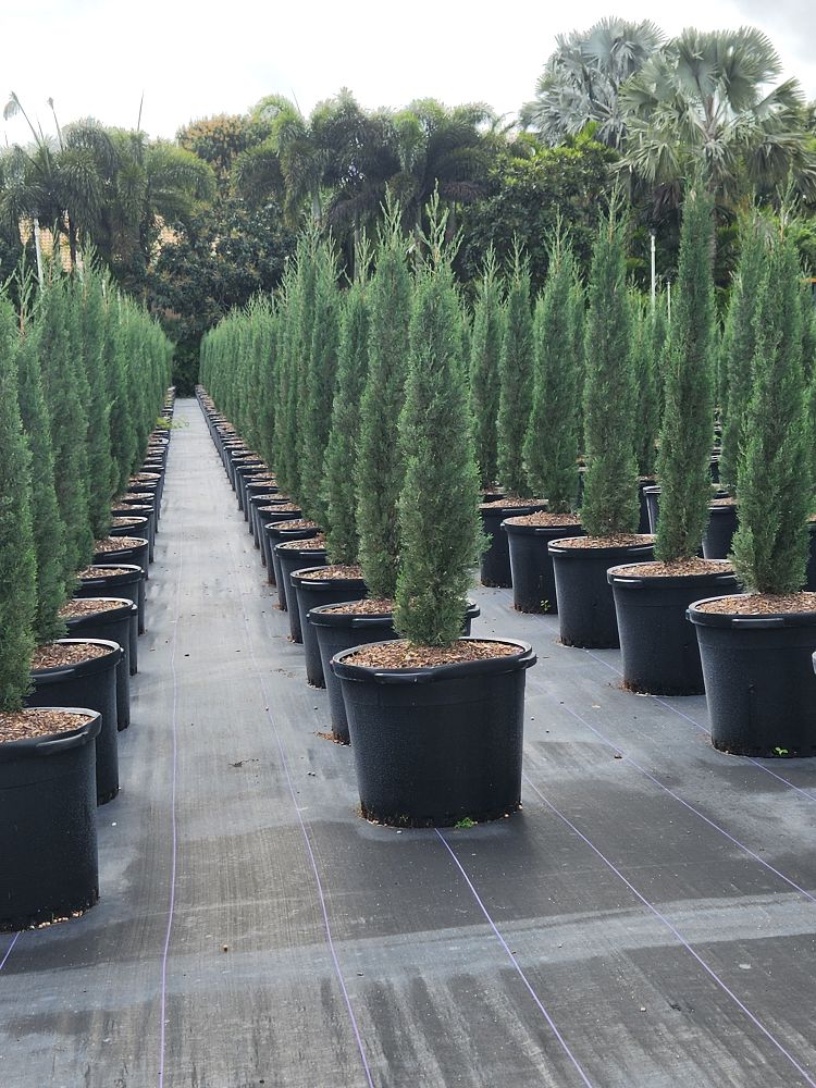 cupressus-sempervirens-italian-cypress