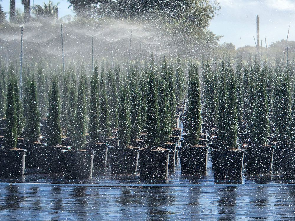 cupressus-sempervirens-italian-cypress