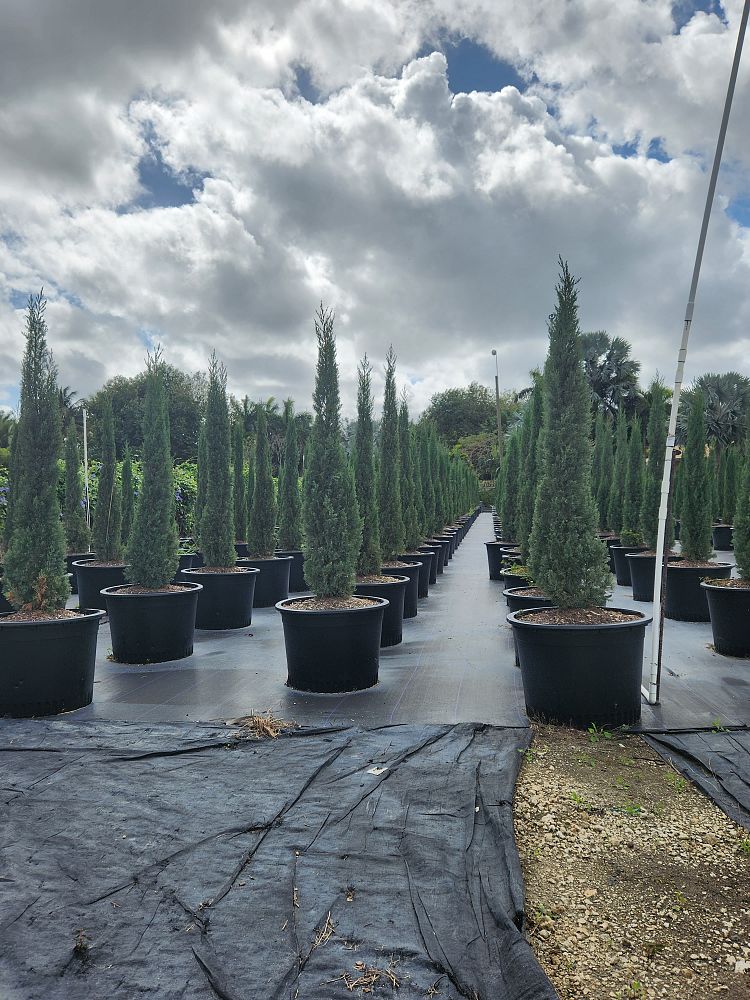 cupressus-sempervirens-italian-cypress