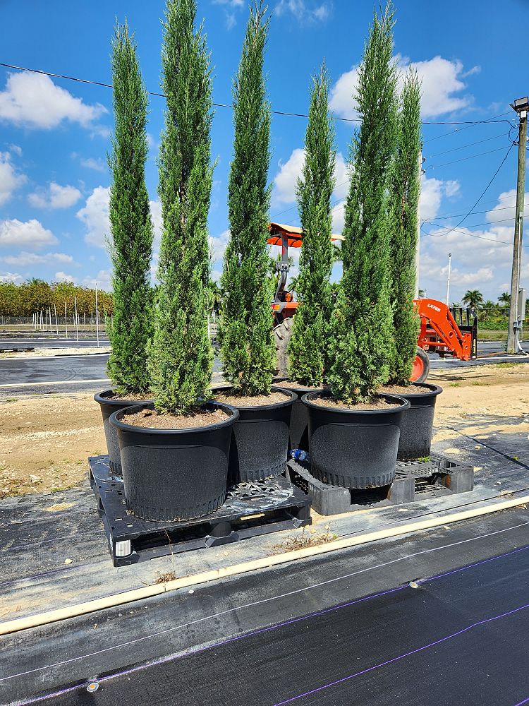 cupressus-sempervirens-italian-cypress