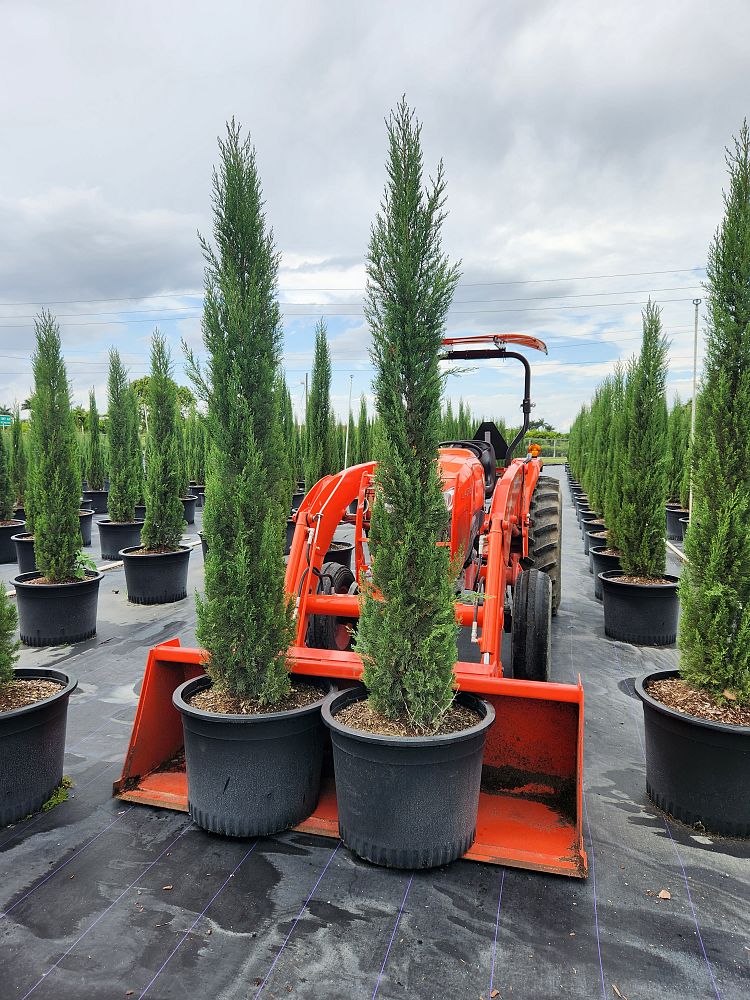 cupressus-sempervirens-italian-cypress