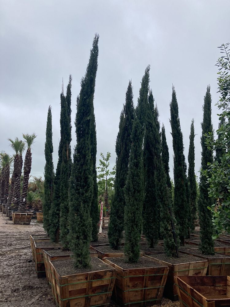 cupressus-sempervirens-italian-cypress