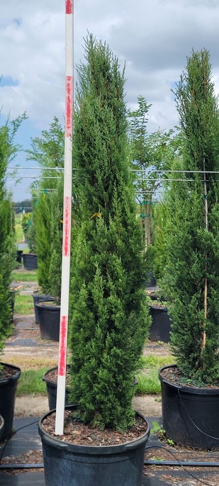 cupressus-sempervirens-italian-cypress