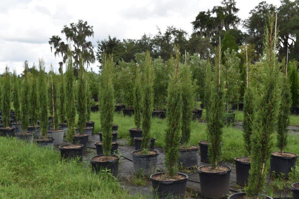 cupressus-sempervirens-italian-cypress