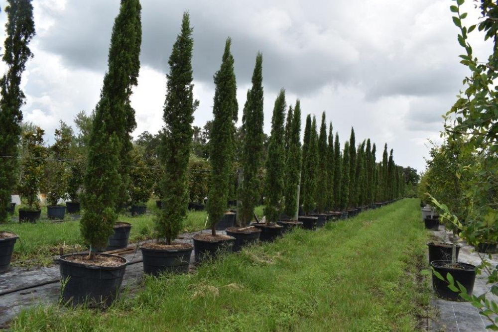cupressus-sempervirens-italian-cypress