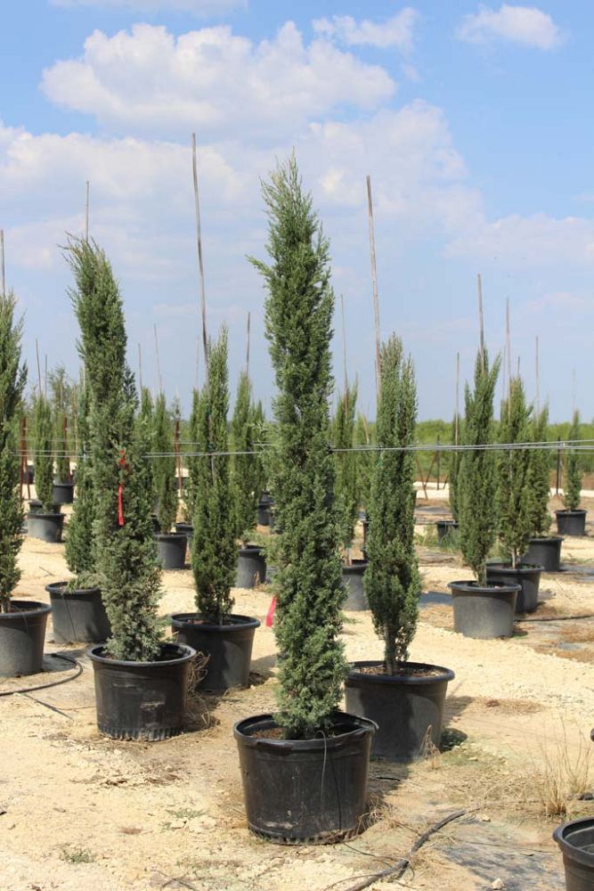 cupressus-sempervirens-italian-cypress